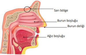 Burnun yapısı