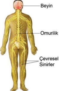 Çevresel sinir sistemi