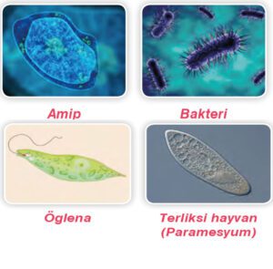 Amip, bakteri, öglena, paramesyum