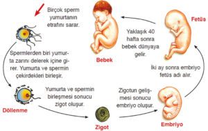 Bebek oluşum süreci