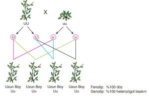 Bezelyelerde uzun boy aleli