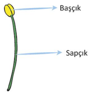 Başçık ve sapçık