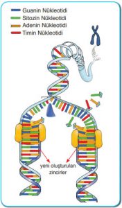DNA'nın Kendini Eşlemesi
