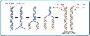 DNA Eşlenmesinde İplikler
