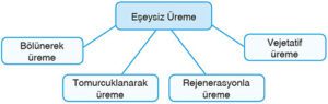 Eşeysiz üreme