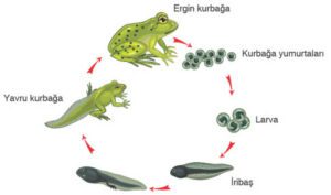 Kurbağalarda başkalaşım